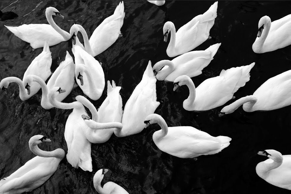 White swans form a flowing pattern across dark water in Zurich.