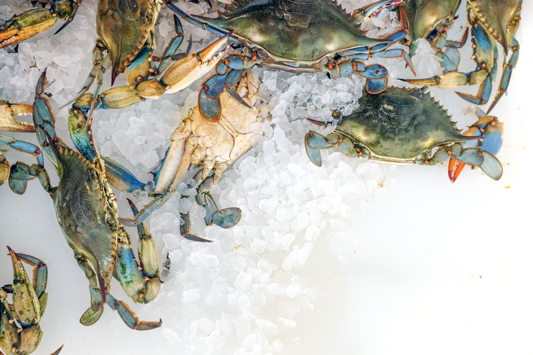 Blue and ochre crabs lie on bright crushed ice, leaving an open white area to the right.